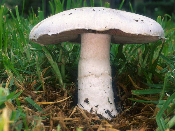 Wild Edible Of The Week - Week 20 - "Field Mushroom"