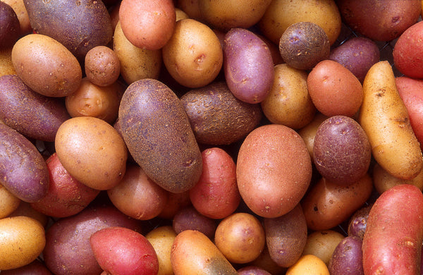An Easy Way To Grow Potatoes in Your Garden