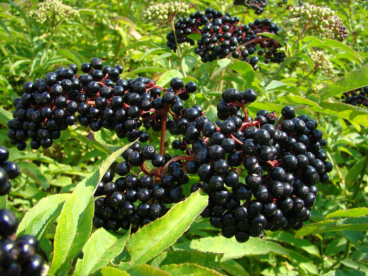 Wild Edible Of The Week - Week 17 - "Elderflower"