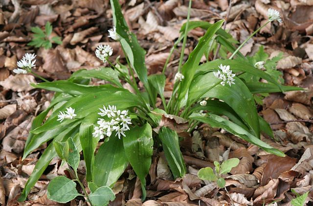 Wild Edible Of The Week - Week 14 - "Ramsons"