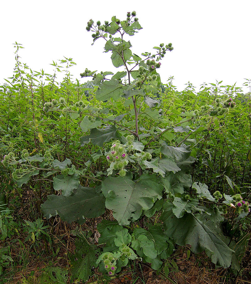 Wild Edible Of The Week 48 "Burdock"