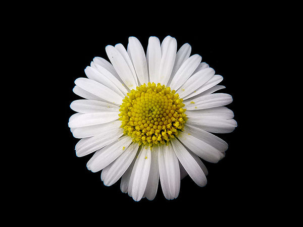 Wild Plant of The Week 58 -Daisy