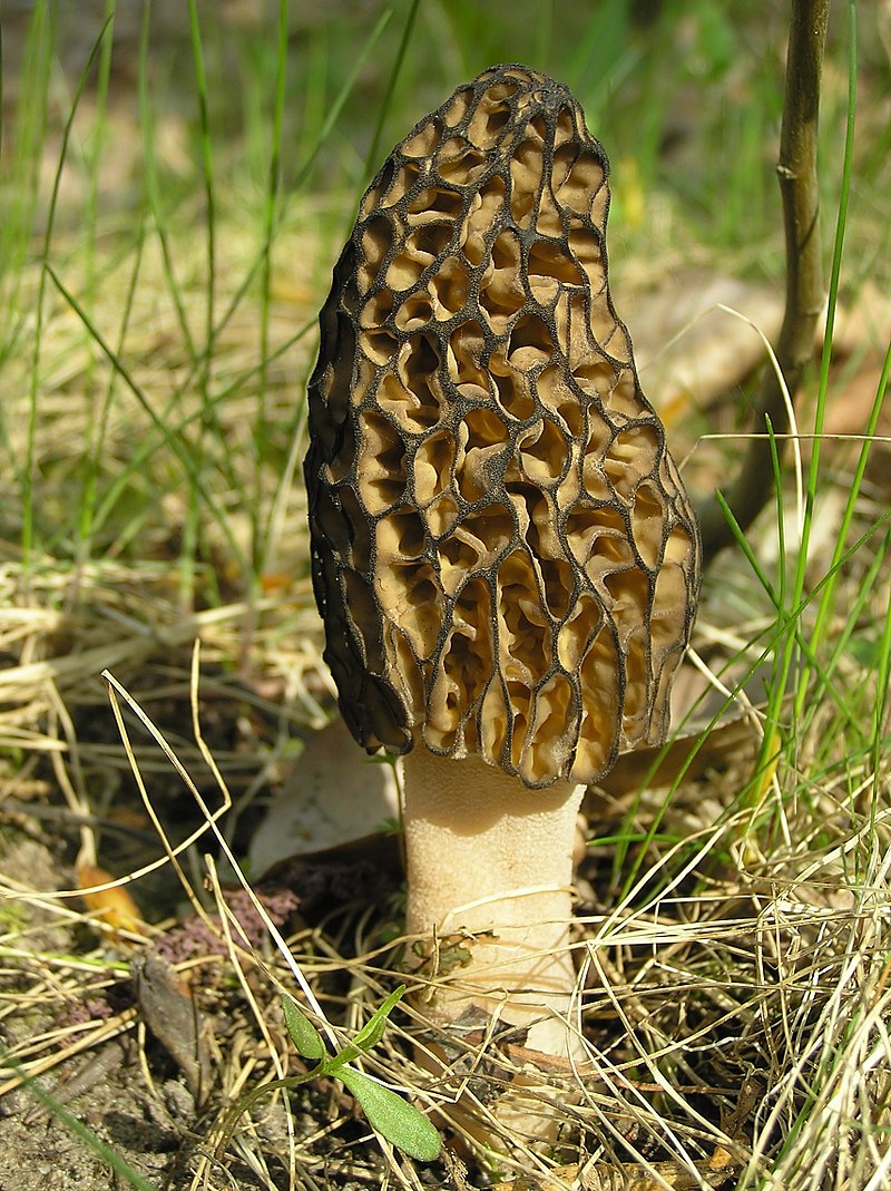 Wild Edible Of The Week - Week 8 - "Morel Mushrooms"