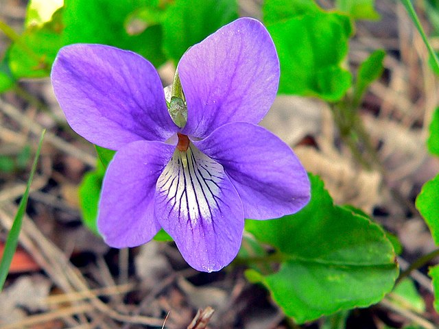 Wild Edible Of The Week - Week 6 "Sweet Violet"