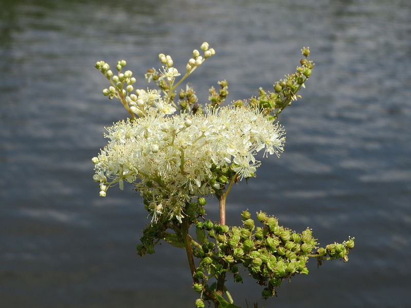 Wild Plant of The Week 48 - Meadowsweet