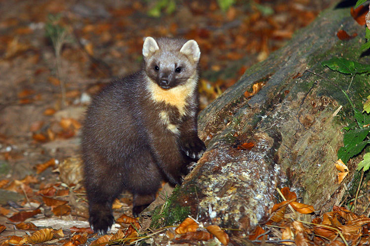 A Guide To British Fauna - Pine Marten