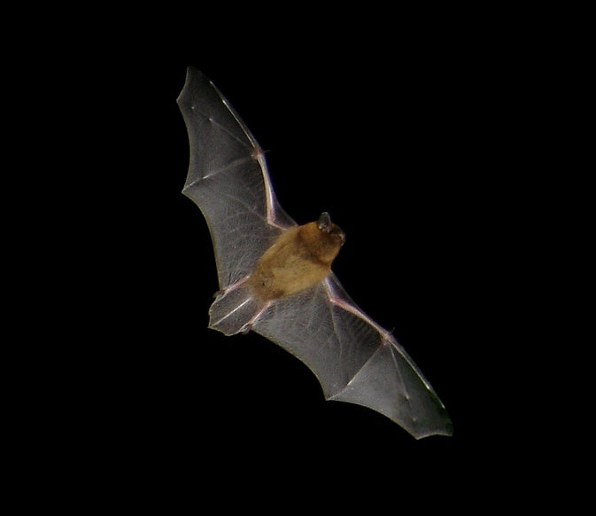 A Guide To British Fauna - The Common Pipistrelle