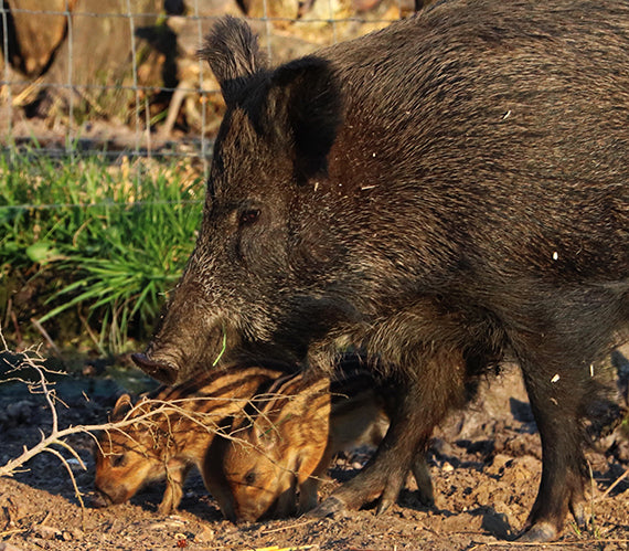 Company Spotlight Wildwood Trust in Kent, England