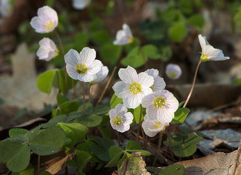 Wild Edible Of The Week 46 "Wood Sorrel"