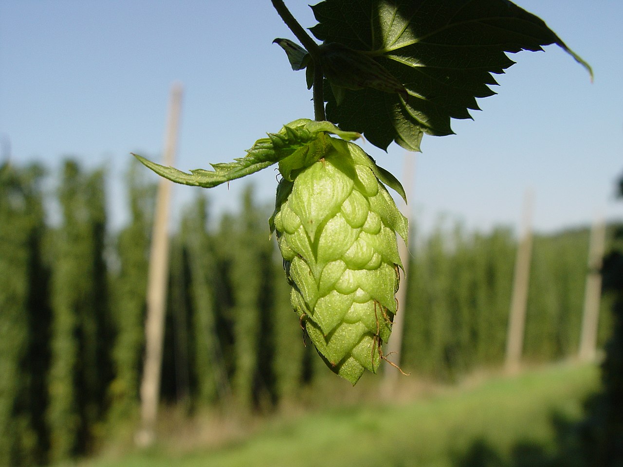 Wild Edible Of The Week - Week 5 - "Hops"