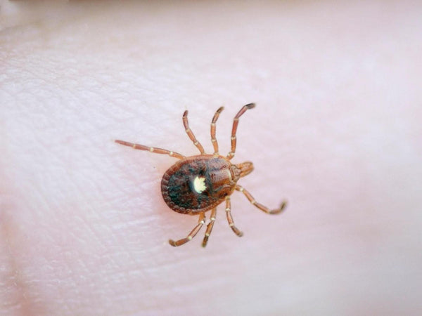 What you need to know about Ticks and Lymes disease!