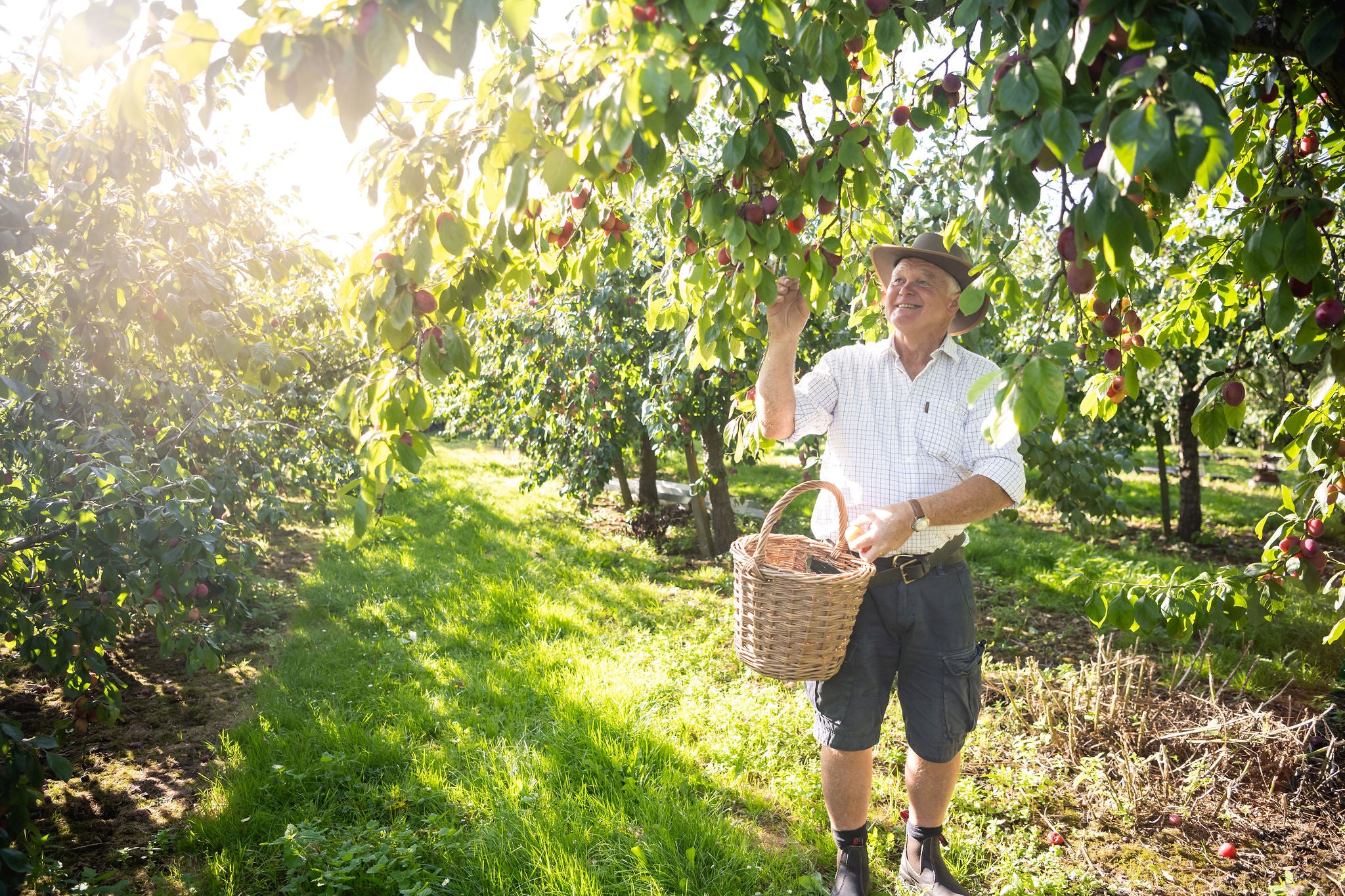 Redback Boots | Brown Soft Toe Boot (UBOK)