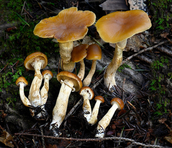 Wild "Poisonous" Plant of The Week 8 - The Funeral Bell Mushroom