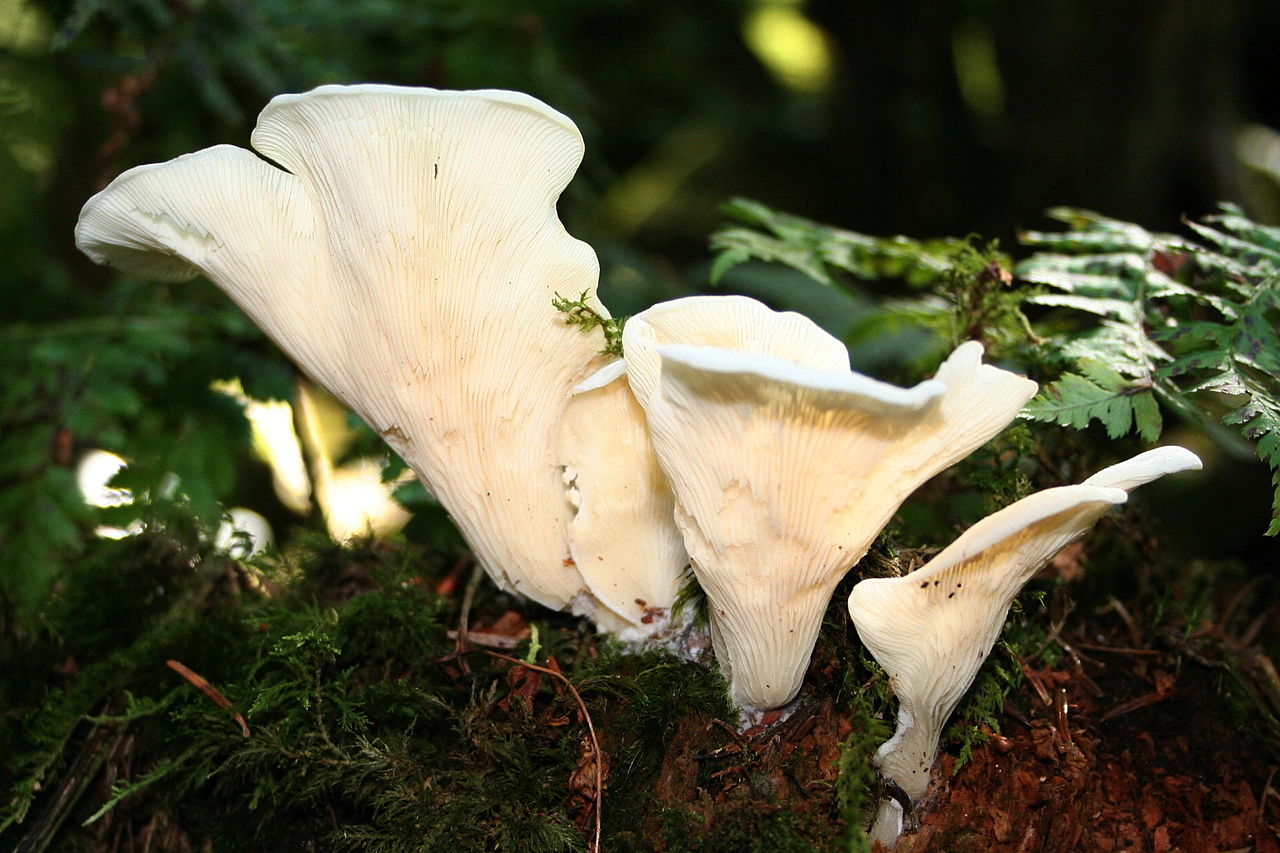 Wild "Poisonous" Plant Of The Week 10 - Angel's Wings
