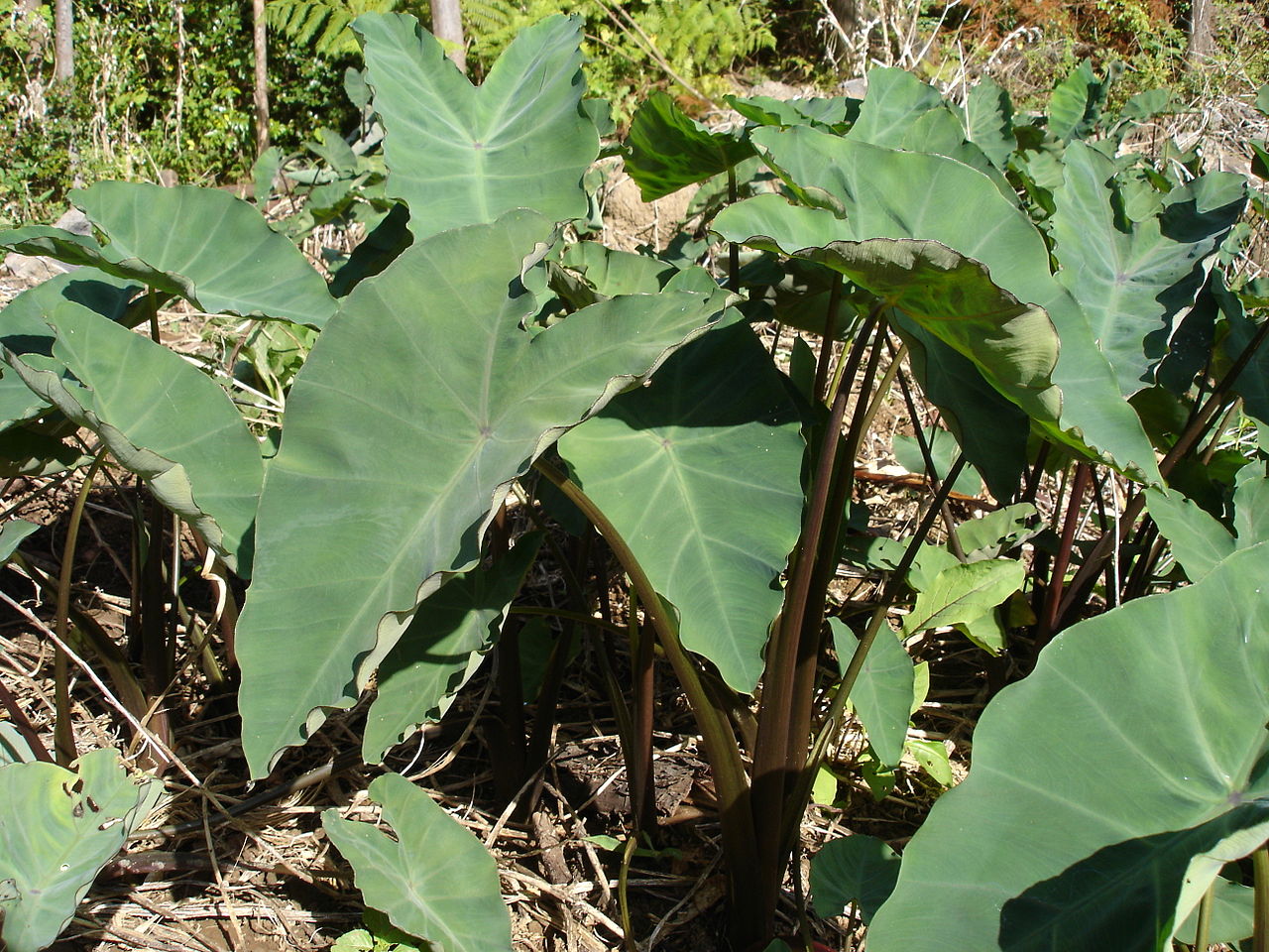 Tropical Wild Edibles - Taro - A yam like tuber