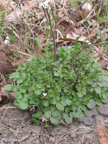 Wild Edible Of The Week 49 "Hary Bittercress"