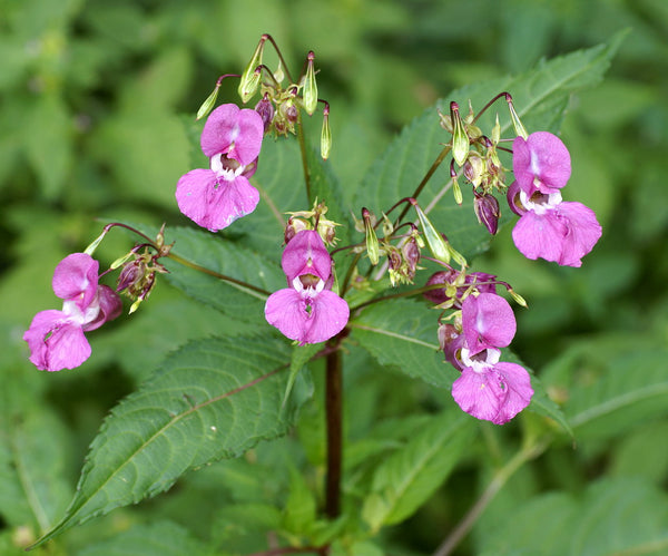 Wild Plant Of The Week 55 "Himalayan Balsam"