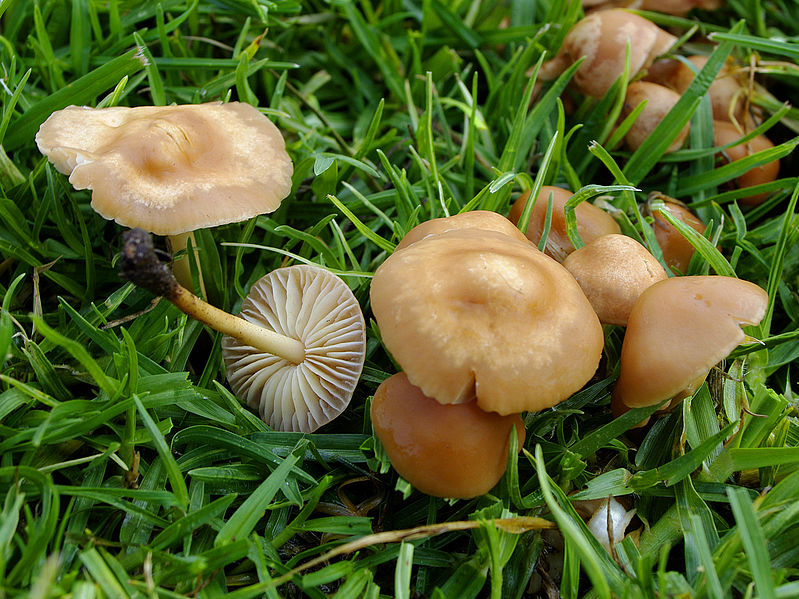 Wild Edible Of The Week - Week 12 - "Fairy-Ring Champignon"