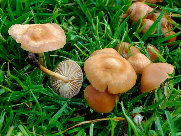 Wild Edible Of The Week - Week 12 - "Fairy-Ring Champignon"