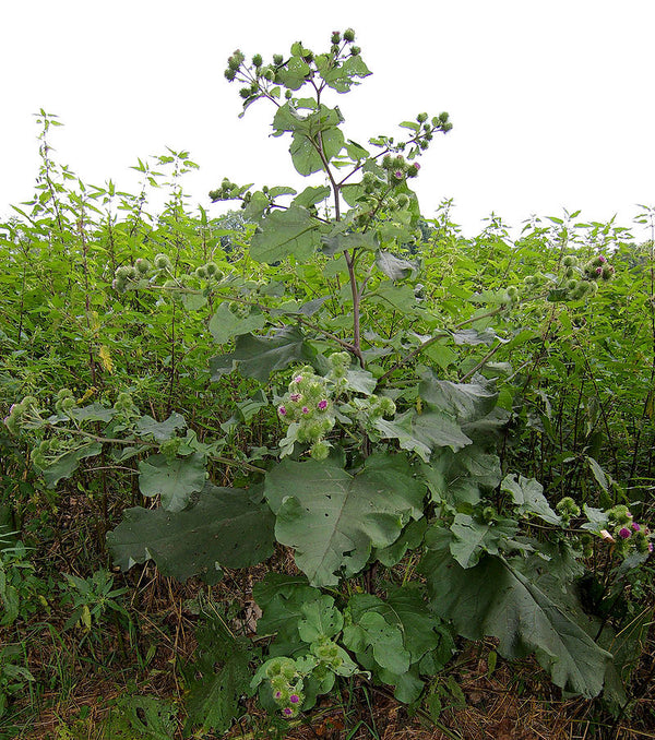 Wild Edible Of The Week 48 "Burdock"