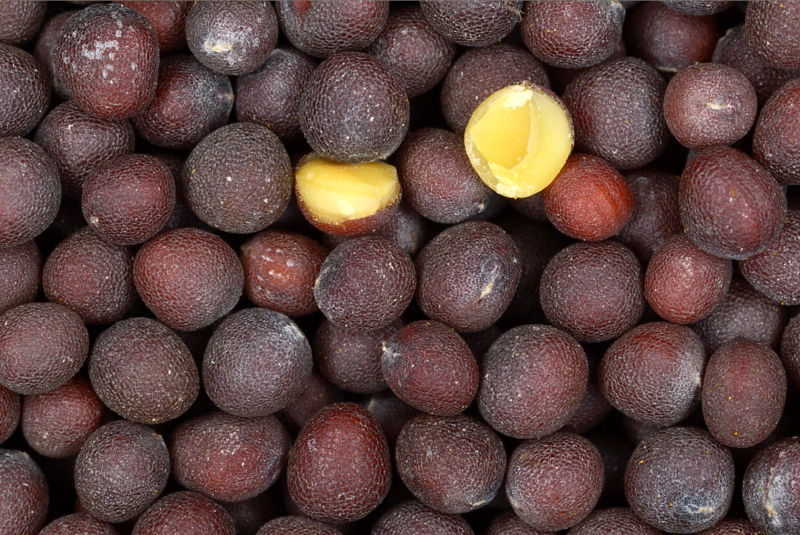 Wild Edible Of The Week - Week 25 - "Black Mustard"