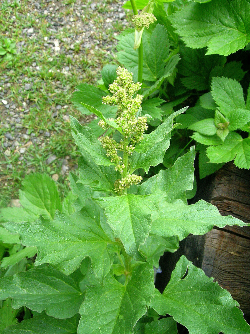 Wild Edible Of The Week - Week 3 - "Good King Henry"