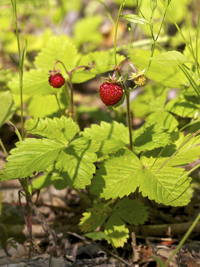 Wild Edible Of The Week - Week 15 - "Wild Strawberry"