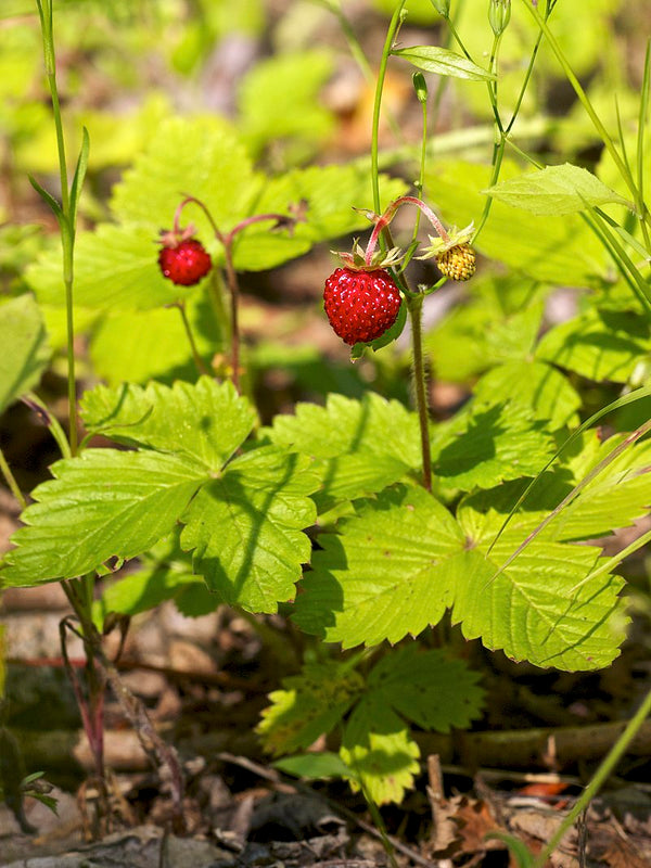 Wild Edible Of The Week - Week 15 - "Wild Strawberry"