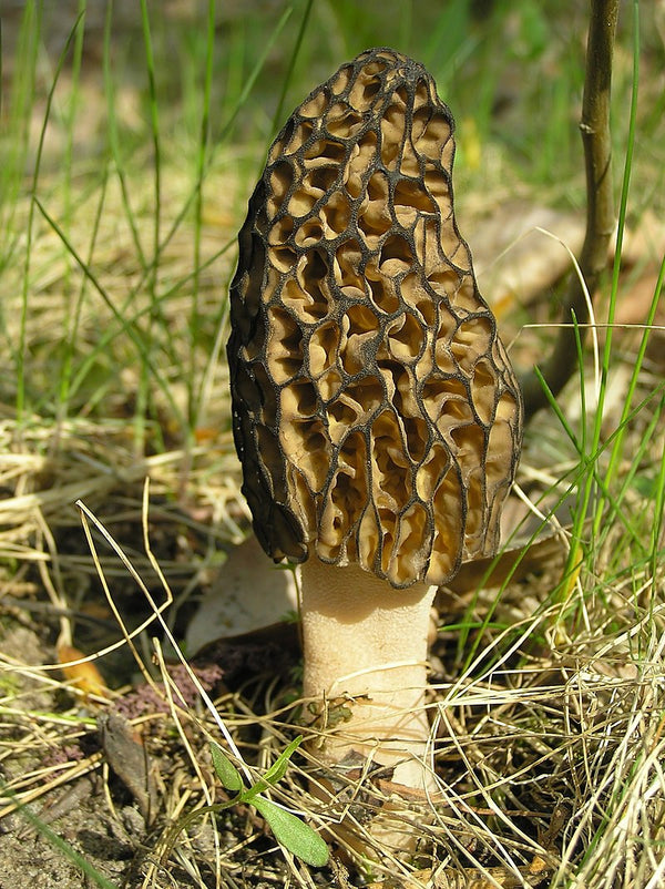 Wild Edible Of The Week - Week 8 - "Morel Mushrooms"
