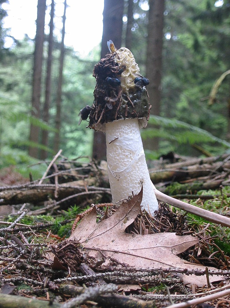 Wild Plant Of The Week 54 "Stinkhorn"