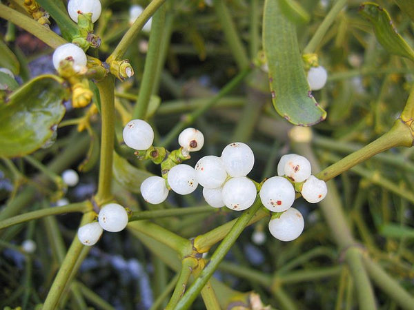 Wild "Poisonous" Plant Of The Week 5 - European Mistletoe