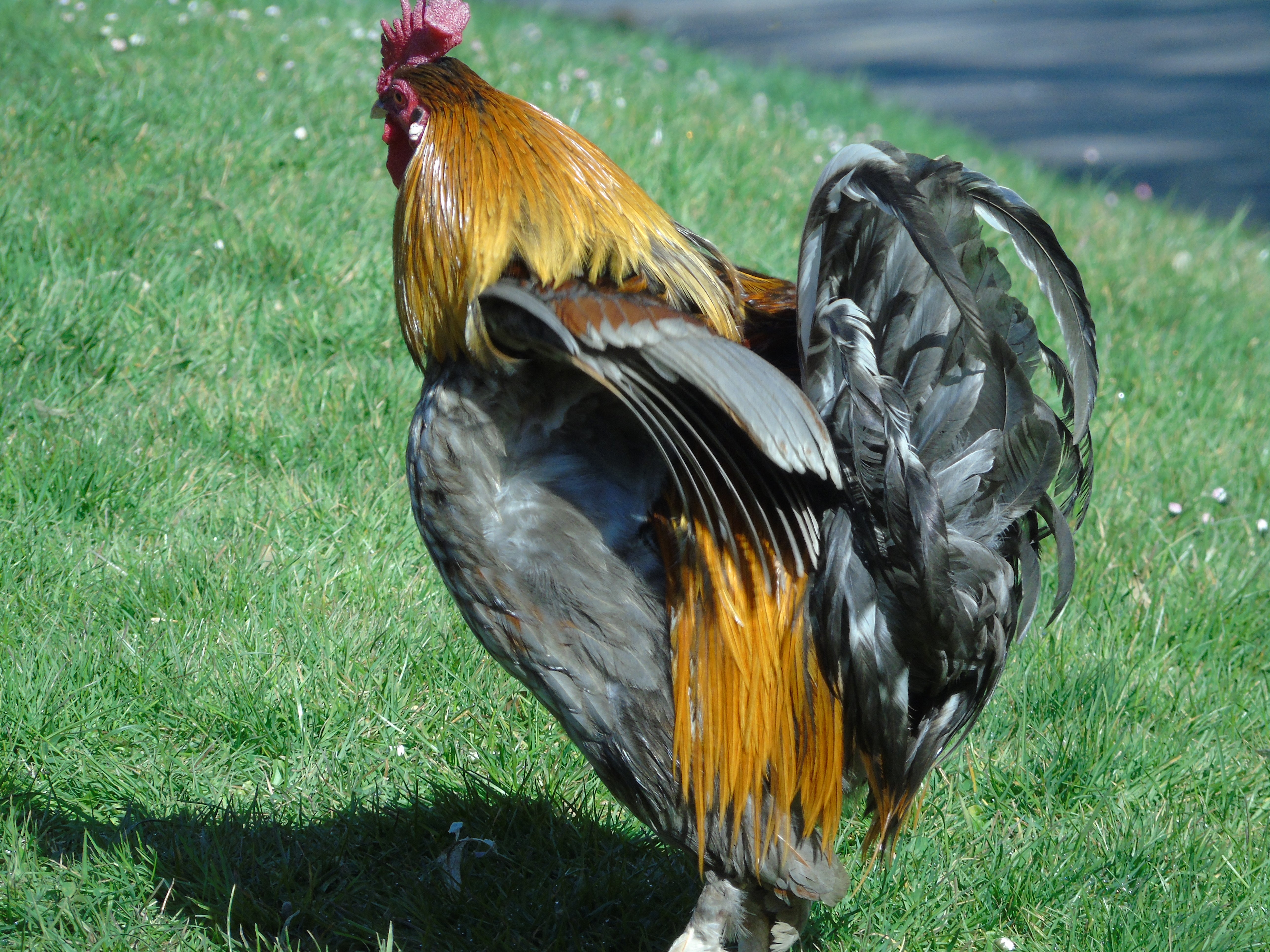 Chicken Chicken Chicken!