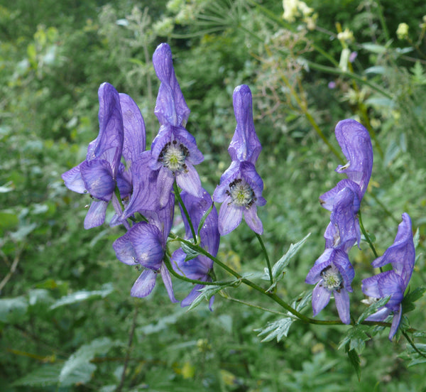 Wild Plant Of The Week 2 "Monkshood" - DO NOT EAT!!!!