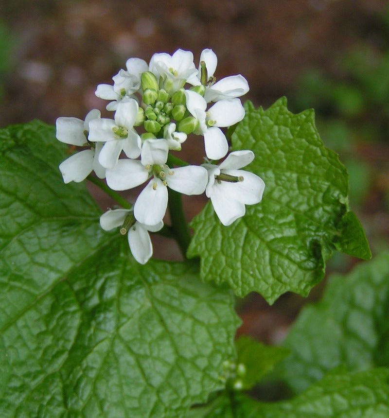 Wild Edible of the Week - Week 32 - "Jack-by-the-hedge"