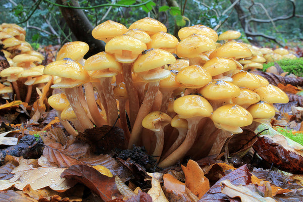Wild Edible Of The Week - Week 38 "Honey Fungus"