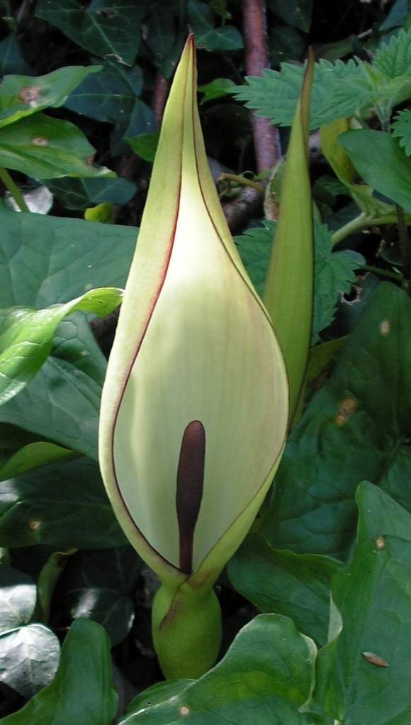 Wild Plant Of The Week 1 "Cuckoo pint"