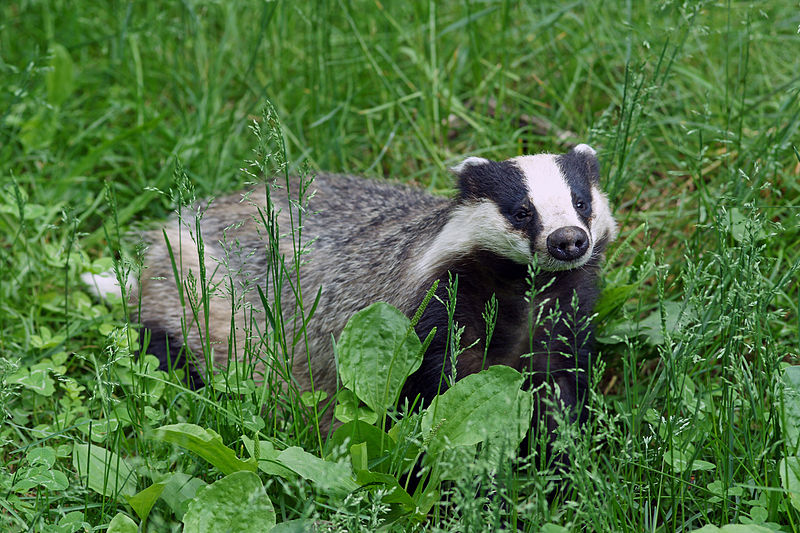 A Guide To British Fauna - The European Badger