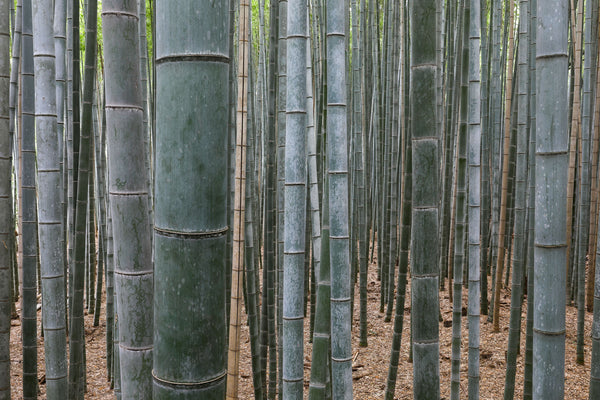 Tropical Wild Edibles - Bamboo