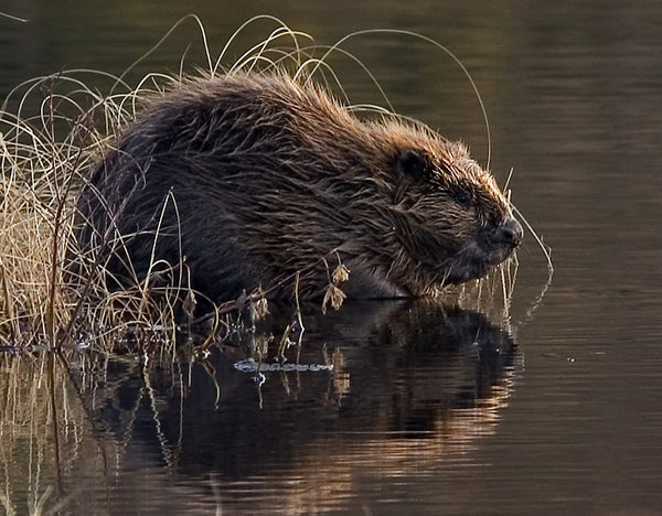 A Guide To British Fauna - The Eurasian Beaver