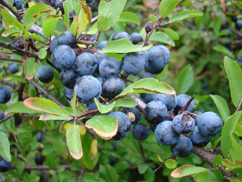 Wild Edible Of The Week 49 "Blackthorn"