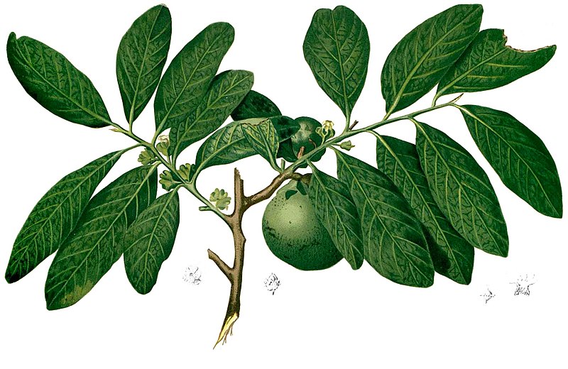 Tropical Wild Edibles - Black Sapote