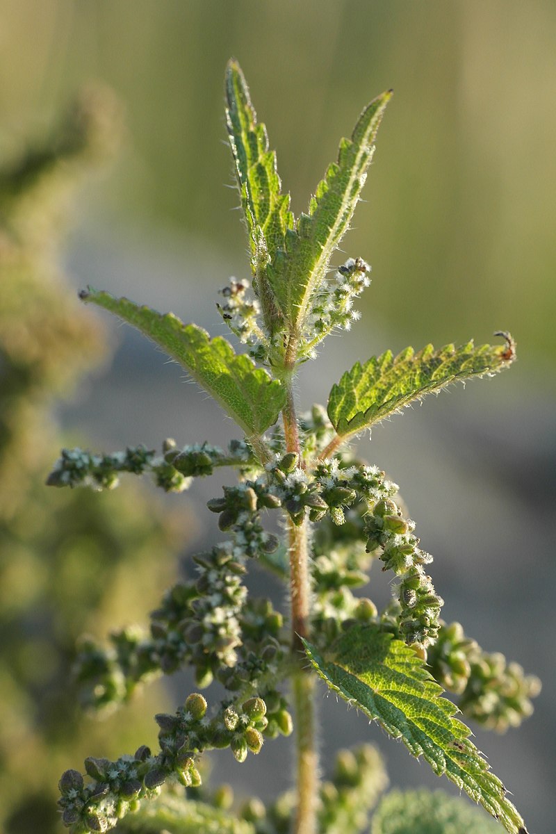 Wild Edible Of The Week - Week 4 -"Nettle"