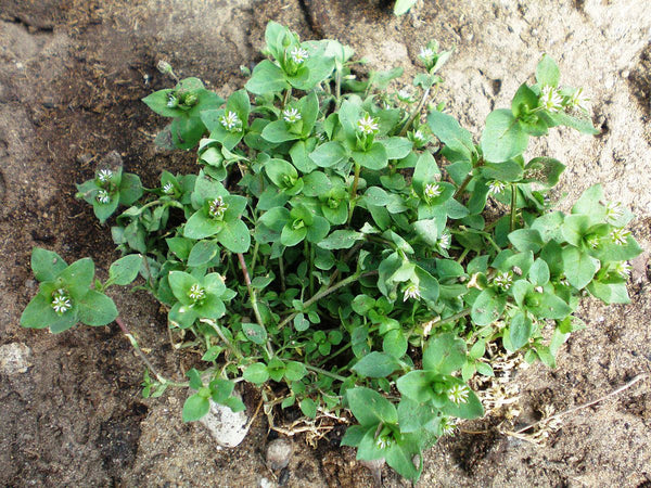 Wild Edible Of The Week - Week 35 "Chickweed"