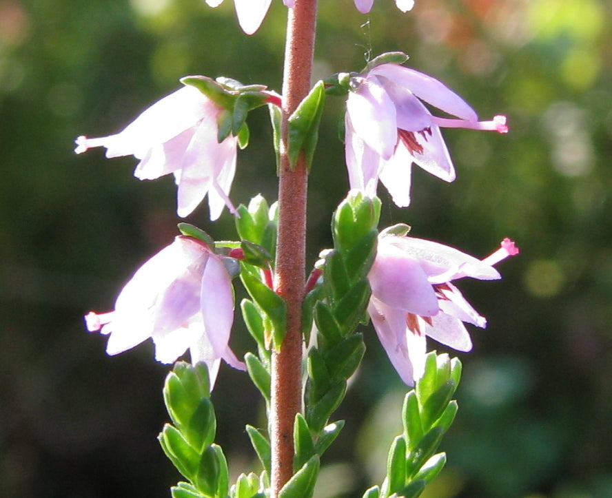 Wild Edible Of The Week - Week 24 - "Heather"