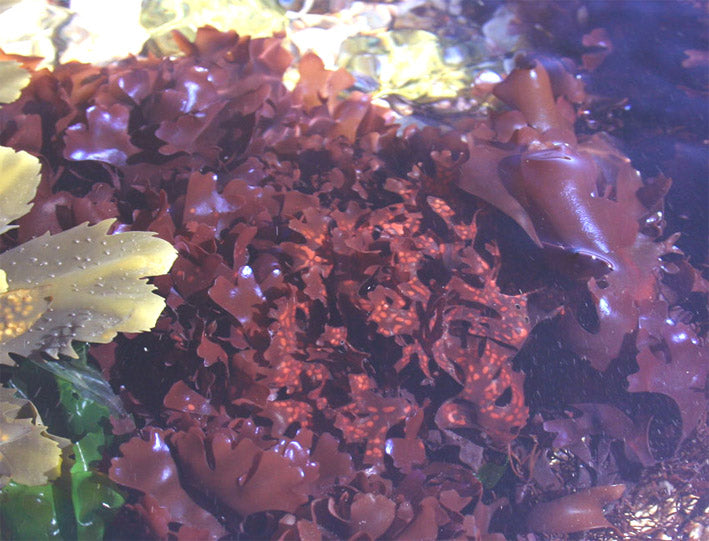 Wild Edible Of The Week - Week 11 - "Carragheen"