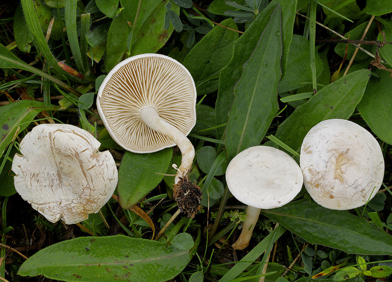 Wild "Poisonous" Plant Of The Week 9 - Fool's Funnel