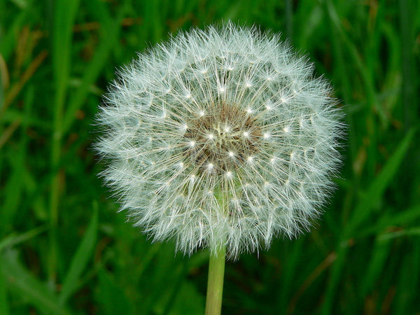 Wild Edible Of The Week - Week 10 - "Dandelion"