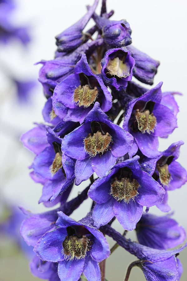 Wild Poisonous Plant Of The Week 14 - The British Larkspur