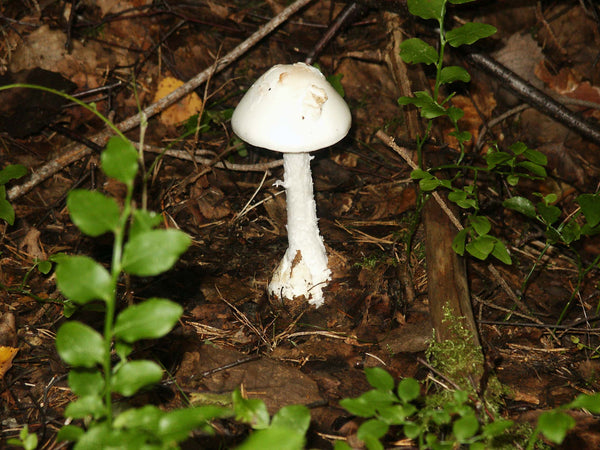Wild Poisonous Plant Of The Week 6 - Destroying Angel