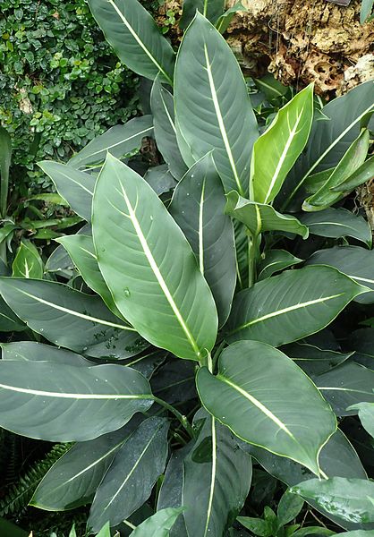 Wild Poisonous Plant Of Week 11- Dumb Cane
